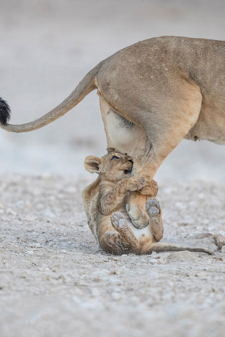 Lion cub grabs mother